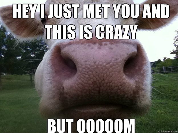 HEY I JUST MET YOU AND THIS IS CRAZY BUT OOOOOM  cow!