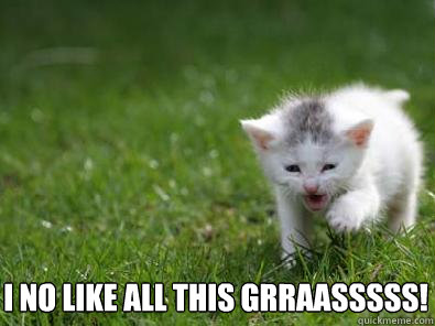 I no like all this grraasssss!  Grass Cat