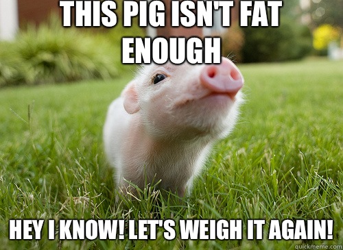 This pig isn't fat enough Hey I know! Let's weigh it again!  baby pig