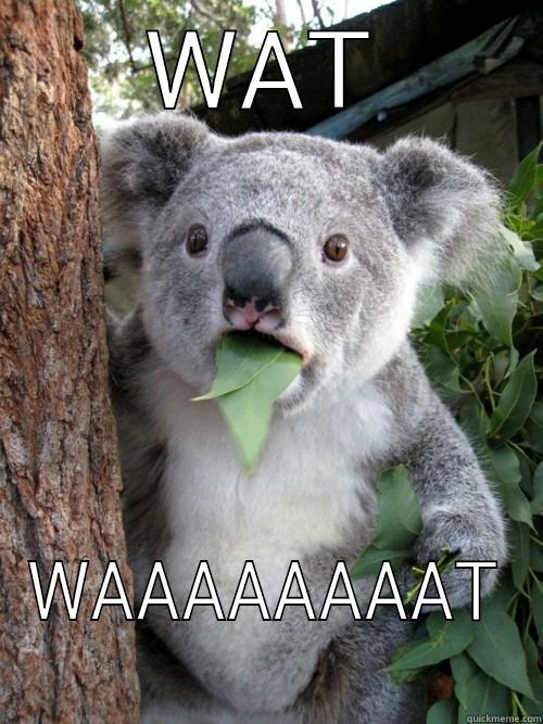 WAT WAAAAAAAAT koala bear