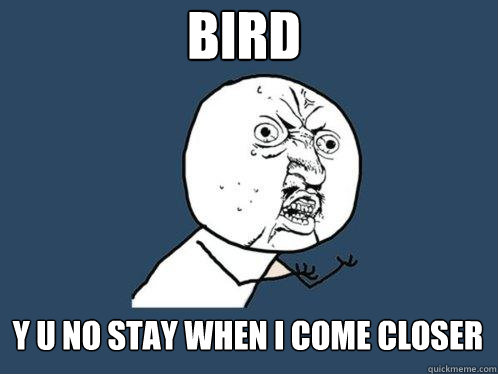 BIRD Y U NO STAY WHEN I COME CLOSER  Y U No