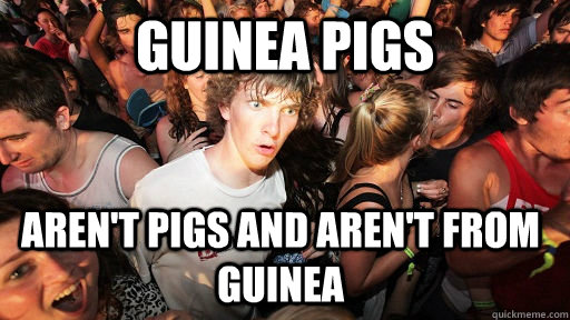 Guinea Pigs Aren't pigs and aren't from guinea  Sudden Clarity Clarence