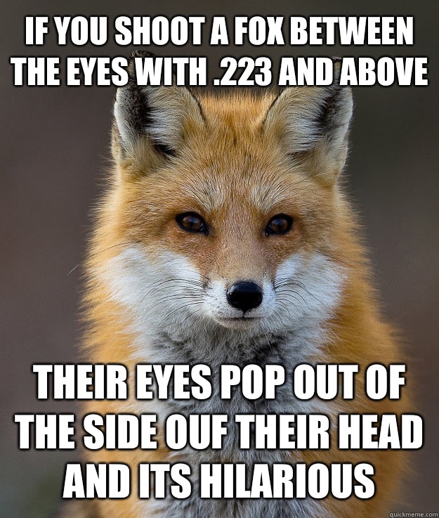 IF YOU SHOOT A FOX BETWEEN THE EYES WITH .223 AND ABOVE THEIR EYES POP OUT OF THE SIDE OUF THEIR HEAD AND ITS HILARIOUS  Fun Fact Fox