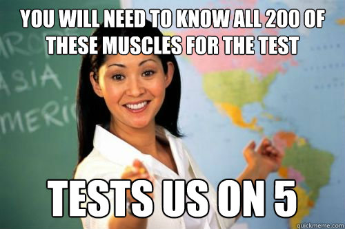 You will need to know all 200 of these muscles for the test tests us on 5 - You will need to know all 200 of these muscles for the test tests us on 5  scumbag teacher logic