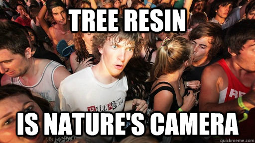 Tree resin Is nature's camera  Sudden Clarity Clarence