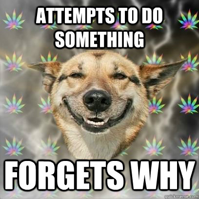 attempts to do something forgets why  Stoner Dog