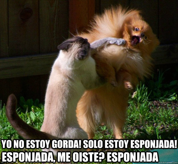 Yo no estoy gorda! solo estoy esponjada! esponjada, me oiste? esponjada  Disbelieving Pomeranian