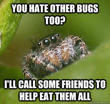 you hate other bugs too? I'll call some friends to help eat them all  Misunderstood Spider