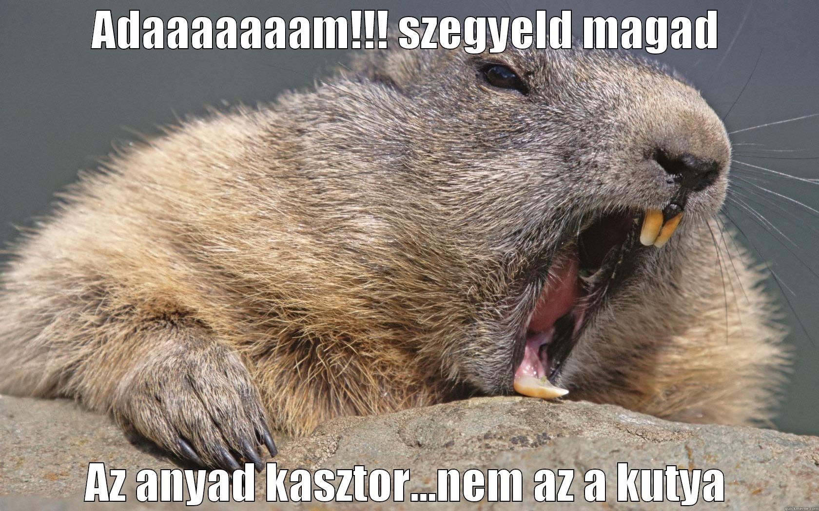 ADAAAAAAAM!!! SZEGYELD MAGAD AZ ANYAD KASZTOR...NEM AZ A KUTYA Misc