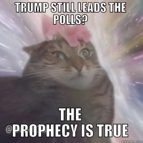 Transcendent Cat - TRUMP STILL LEADS THE POLLS? THE PROPHECY IS TRUE Misc