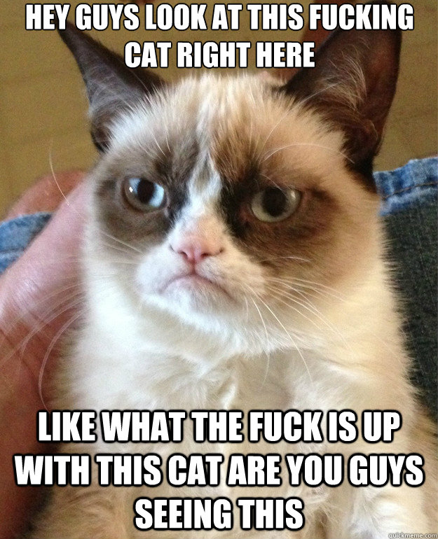 Hey guys look at this fucking cat right here like what the fuck is up with this cat are you guys seeing this  Grumpy Cat