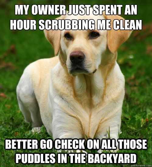 My owner just spent an hour scrubbing me clean Better go check on all those puddles in the backyard - My owner just spent an hour scrubbing me clean Better go check on all those puddles in the backyard  Dog Logic