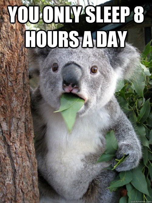 you only sleep 8 hours a day   koala bear