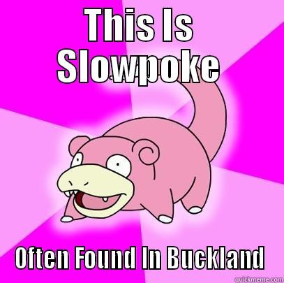 THIS IS SLOWPOKE OFTEN FOUND IN BUCKLAND Slowpoke