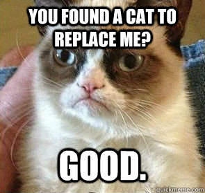 You found a cat to replace me? Good. - You found a cat to replace me? Good.  Grumpy Cat on Reposts