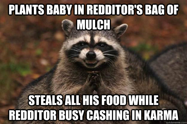 Plants baby in redditor's bag of mulch Steals all his food while redditor busy cashing in karma - Plants baby in redditor's bag of mulch Steals all his food while redditor busy cashing in karma  Evil Plotting Raccoon