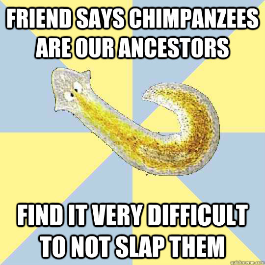 friend says chimpanzees are our ancestors find it very difficult to not slap them  Bio Major Planarian