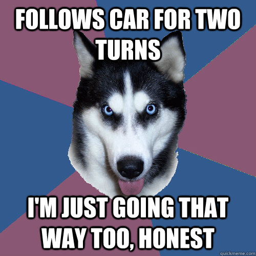 Follows car for two turns I'm just going that way too, honest  Creeper Canine