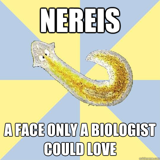 Nereis A face only a biologist could love  Bio Major Planarian