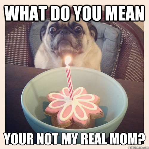 What do you mean your not my real mom?  Shocked pug