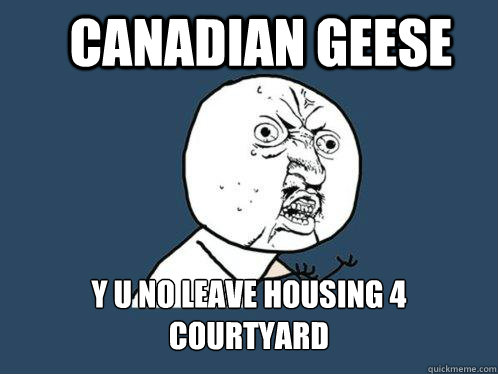 Canadian Geese y u no leave housing 4 
courtyard
  Y U No