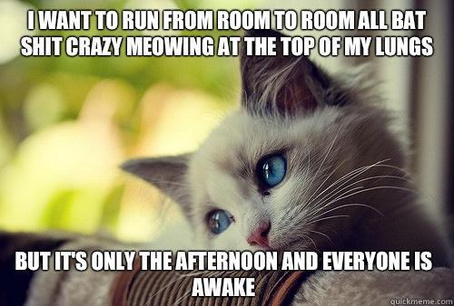 I want to run from room to room all bat shit crazy meowing at the top of my lungs  but it's only the afternoon and everyone is awake  