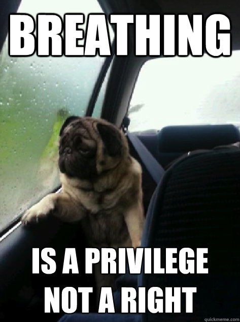 breathing is a privilege not a right  Introspective Pug