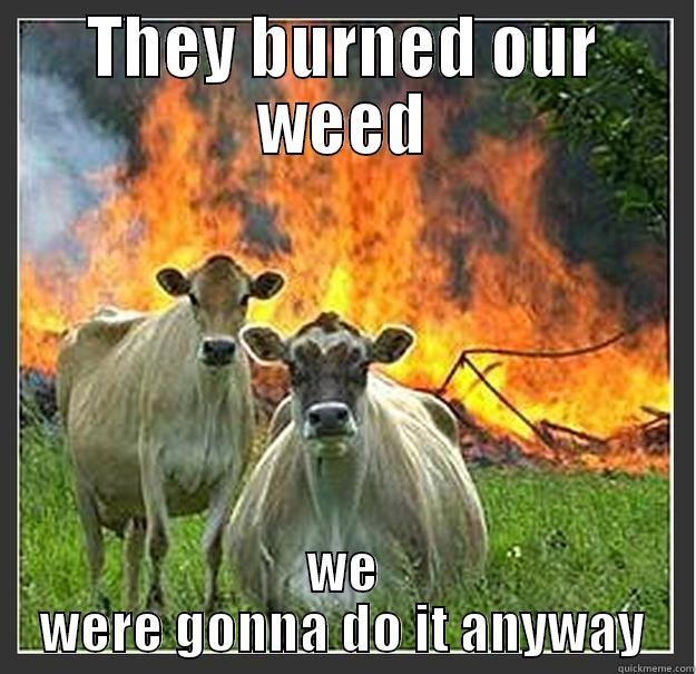 No need - THEY BURNED OUR WEED WE WERE GONNA DO IT ANYWAY Evil cows