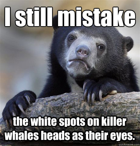 I still mistake
 the white spots on killer whales heads as their eyes.  Confession Bear