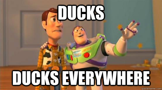 Ducks Ducks Everywhere  