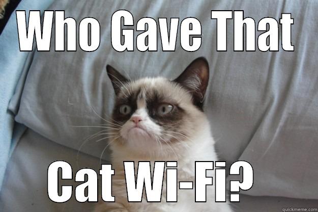 WHO GAVE THAT CAT WI-FI?  Grumpy Cat