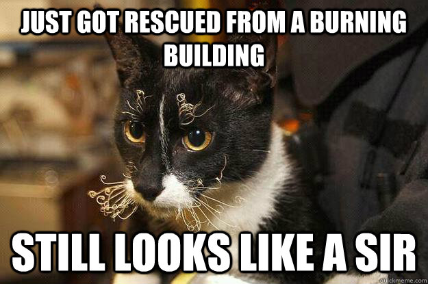 just got rescued from a burning building Still looks like a sir  Burning Building Cat