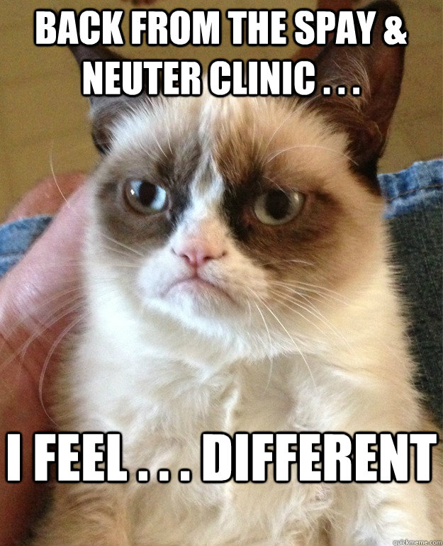 Back from the spay & neuter clinic . . . I feel . . . different  Grumpy Cat