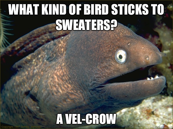 What kind of bird sticks to sweaters? A vel-crow - What kind of bird sticks to sweaters? A vel-crow  Bad Joke Eel