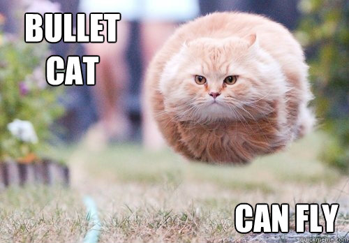 Bullet Cat can fly - Bullet Cat can fly  Torpedo Cat