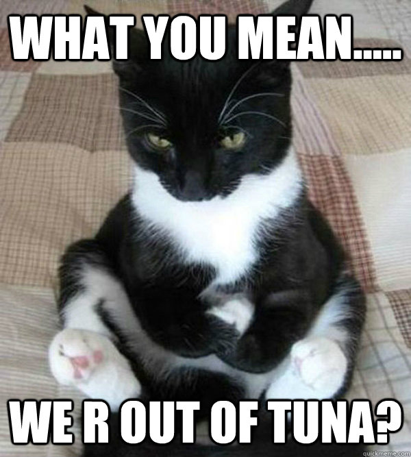 what you mean..... we r out of tuna? - what you mean..... we r out of tuna?  pouty cat