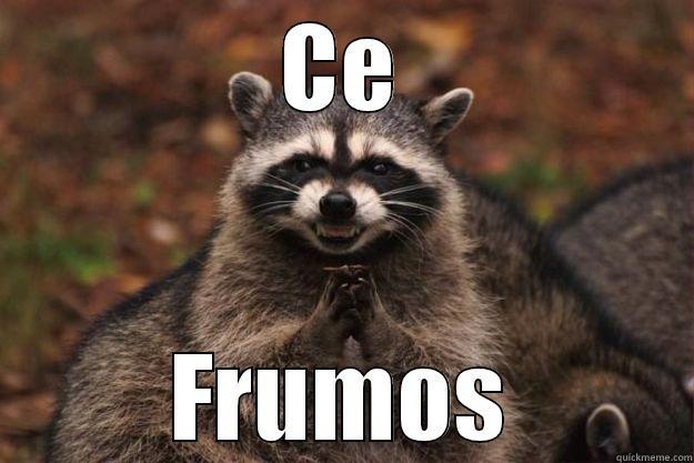 CE FRUMOS Evil Plotting Raccoon