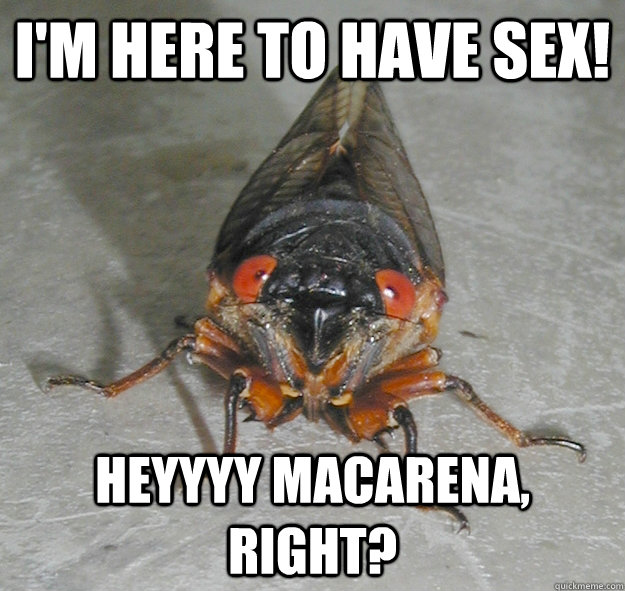 I'm here to have sex! heyyyy macarena, right?  17-year cicada