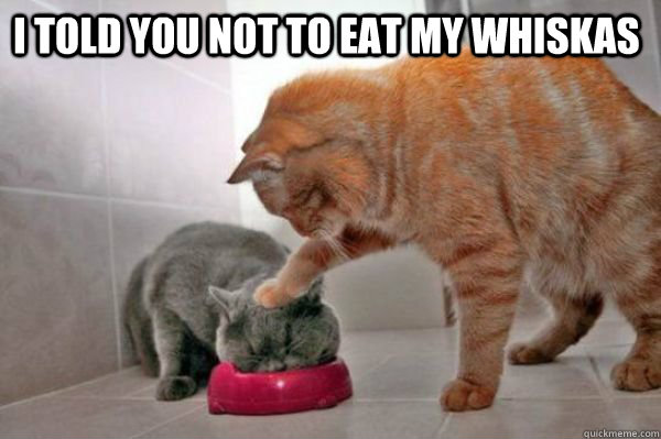 I told you not to eat my whiskas - I told you not to eat my whiskas  Whiskas