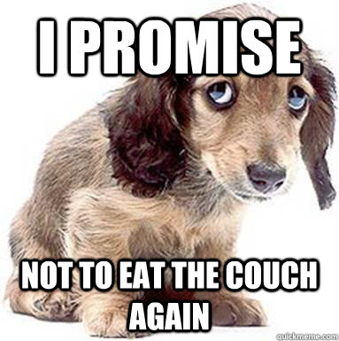 I promise Not to eat the couch again - I promise Not to eat the couch again  Sad Puppy