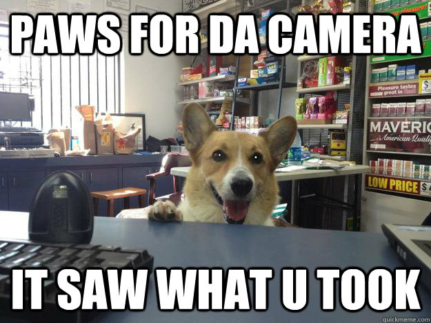 paws for da camera it saw what u took - paws for da camera it saw what u took  Convenience Corgi