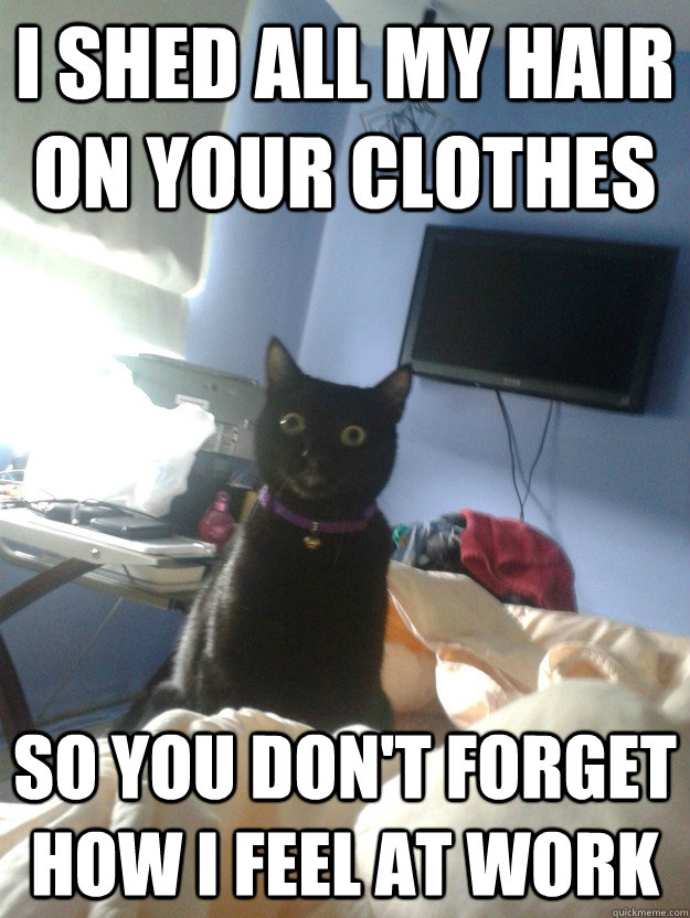 I shed all my hair on your clothes so you don't forget how i feel at work  overly attached cat