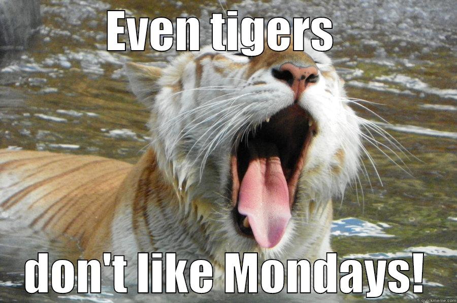 EVEN TIGERS  DON'T LIKE MONDAYS! Misc