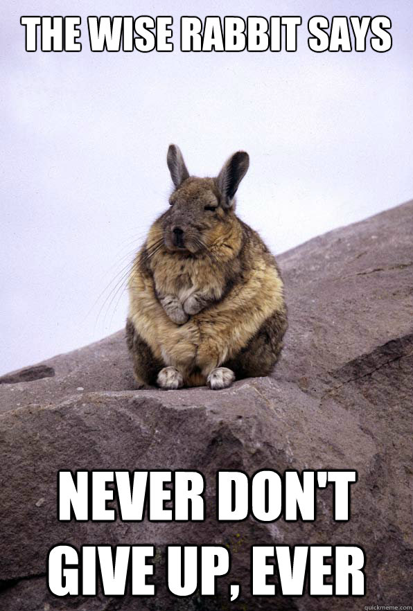  The Wise Rabbit says never don't give up, ever  Wise Wondering Viscacha