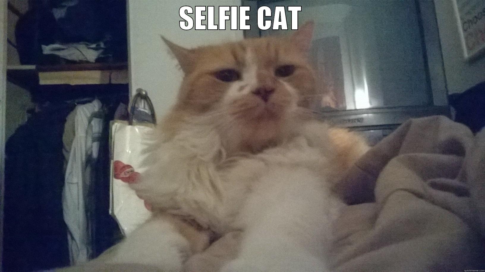 SELFIE CAT  Misc