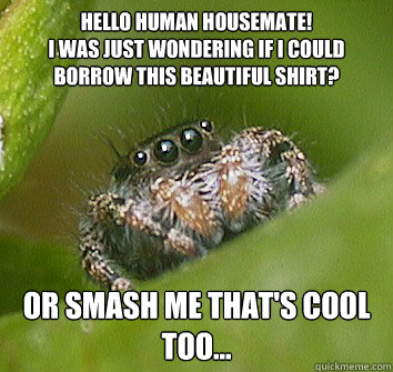 Hello human housemate!
I was just wondering if I could borrow this beautiful shirt? Or smash me that's cool too...  Misunderstood Spider