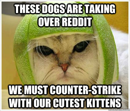 these dogs are taking over reddit we must counter-strike with our cutest kittens  War Cat