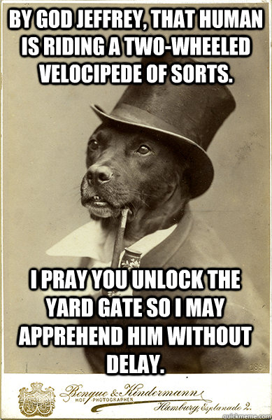 By God Jeffrey, that human is riding a two-wheeled velocipede of sorts. I pray you unlock the yard gate so I may apprehend him without delay. - By God Jeffrey, that human is riding a two-wheeled velocipede of sorts. I pray you unlock the yard gate so I may apprehend him without delay.  Old Money Dog