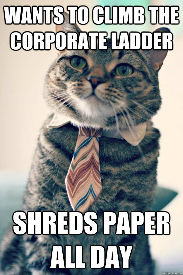 Wants to climb the corporate ladder Shreds paper all day - Wants to climb the corporate ladder Shreds paper all day  Intern Cat