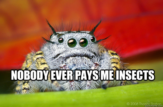Nobody ever pays me insects - Nobody ever pays me insects  SadSpider